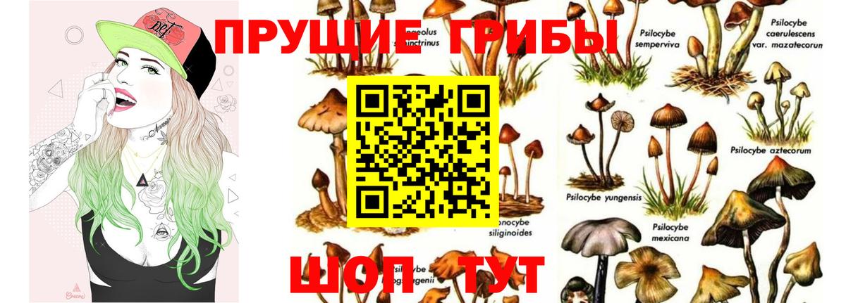 Железногорск  Псилоцибиновые грибы Psilocybe  Вход с VPN 